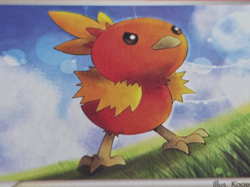 Pokemon TCG Torchic 017 Non Holo Rare Black Star Promo NM - Image 4