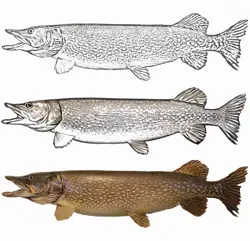 LakeFinity: Freshwater Fish Card Game [Starter Pack] | Fischkartenspiel - Image 3