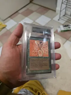 1993 MTG Arabian Nights Drop of Honey Magic the Gathering BGS 8.5 Near-Mint+ - Image 2