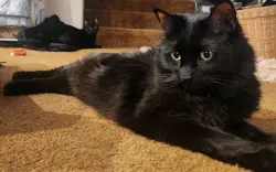 Yugioh Manga Ryu-Ran SRL-EN071 Spell Ruler NM 25th Anniversary - Image 4