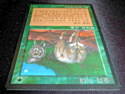 MTG Timber Wolves (Korean FBB) 4th Edition (NM/LP) Magic the Gathering - Image 4
