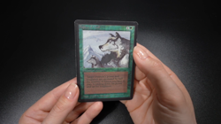 Aspect of Wolf Magic Card Beta LEB MTG - Image 2