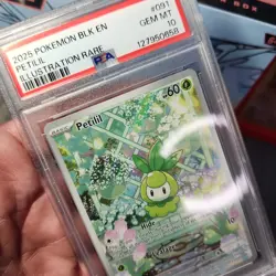 2025 POKEMON BLK EN-BLACK BOLT ILLUSTRATION RARE #091 PETILIL PSA 10 IR POP 100 - Image 5