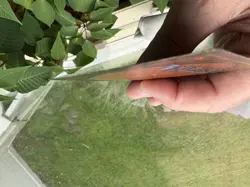 MTG Antiquities Edition, Candelabra of Tawnos! 1994 Vintage Magic. Ink on edge. - Image 4