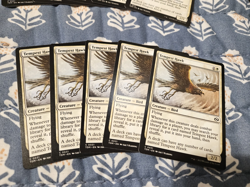Tempest Hawkx20 (English) Tarkir Dragonstorm 20 Card Set Tempest Hawk MTG Magic - Image 5