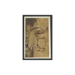 Mountain Zebra 1940 United Tobacco Co Our South African National Parks #23.0 EX - Image 1