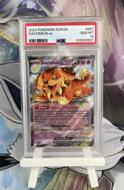 PSA 10 Dachsbun Ex 067/142 Stellar Crown Graded Pokemon Card LOW POP 34! - Image 1