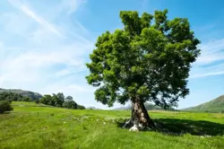 MTG Magic 1 x Necroduality #70 x 1 - VOW - STAMPED - NM - FREE SHIPPING - Image 1