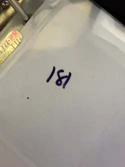 Magic The Gathering: Beta Wall of Brambles MTG Beta - Image 3