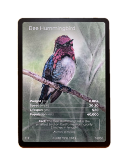 LIFE TCG Birds - Choose Your Card! Holos (25-50) Full Arts (55-65) Rares (3-25) - Image 2