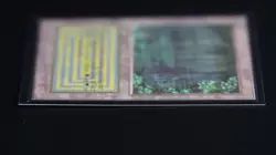 Bayou Magic Card International Collectors' Edition ICE MTG - Image 4