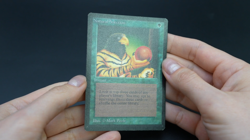 Natural Selection Beta MTG Card Magic: the Gathering 1993 - Image 2