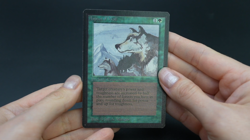 Aspect of Wolf Beta MTG Card Magic: the Gathering 1993 - Image 2