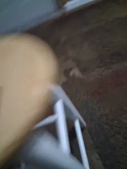 MTG #153 Pack's Betrayal Innistrad: Midnight Hunt magic the gathering card - Image 2