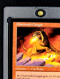 2003 MTG Magic The Gathering Scourge #84 Chartooth Cougar *First Printing* - Image 4