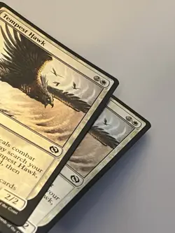 5x Tempest Hawk (2 foil, 3 regular) - Tarkir: Dragonstorm (TDM) - EN C 0031 - Image 3