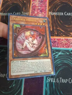 Yugioh Traptrix Pudica SDBT-EN001 Ultra Rare 1st Edition Near Mint - Image 2