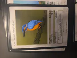 Life TCG 1st Edition Birds, Full Set Of Commons Cards #81-#130. All Pack Fresh. - Image 2