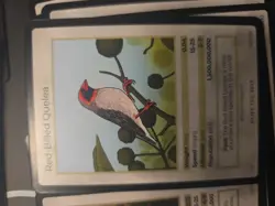 Life TCG 1st Edition Birds, Full Set Of Commons Cards #81-#130. All Pack Fresh. - Image 3