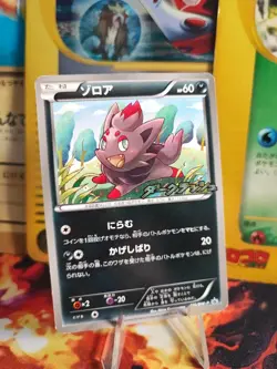 Pokemon Karte Card Zorua BW Promo DARK Rush Campaign Pack japanese NM - Image 1