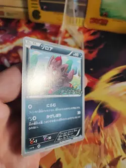 Pokemon Karte Card Zorua BW Promo DARK Rush Campaign Pack japanese NM - Image 4