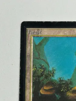 Forest (A) - Beta Edition 1993 - MTG card [MP] - Image 2