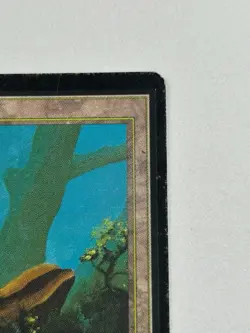 Forest (A) - Beta Edition 1993 - MTG card [MP] - Image 3
