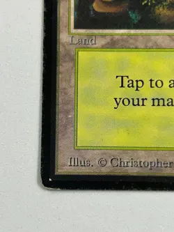 Forest (A) - Beta Edition 1993 - MTG card [MP] - Image 5