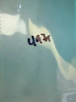 Magic the Gathering: Beta White Ward MTG Beta - Image 3