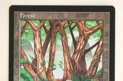 Magic The Gathering (MTG) APAC Land - FORREST - Blue Booster - 1997 - NPW - Image 2