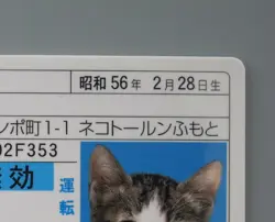 Dorakichi Namennayo TCG Card Drivers License Bosozoku Cats Kawaii Japanese F/S - Image 5
