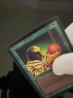 Magic the Gathering MTG Beta Natural Selection NM (Beta Bob) - Image 3