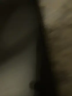 Pokemon Card TCG Treecko 1/12 McDonald’s Promo 2014 Holo Rare English MP Special - Image 2