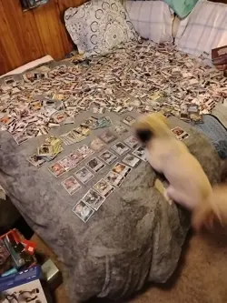 One Piece Card Game Mixed Lot of Cards English Japanese,Various Sets Foils Ect. - Image 1