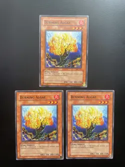 Yugioh Burning Algae IOC-062 Common 1st Edition LP/MP X3 - Image 1