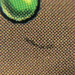 Momo, Friendly Flier - Minor Misprint Prerelease Foil Stamped Promo - Avatar MTG - Image 3