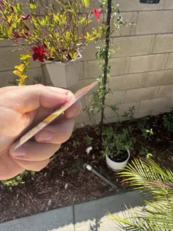 Beast Gracious Prince 40/P3 EN 9 Lorcana Disneyland Magical Places Promo Card - Image 5