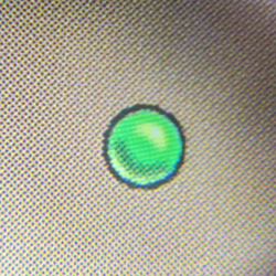 Near Mint - FOIL - x 1 Culling the Weak - Black & White - SLD - Image 4