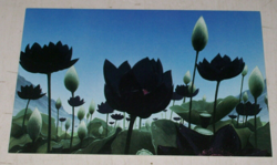 Lotus Vale Promo Postcard Weatherlight 1997 MTG Wizards of the Coast Duelist - Image 1