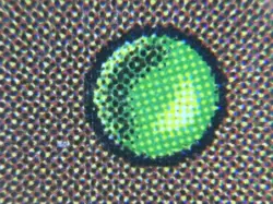 MTG Crusade 4th Edition Banned Card - Image 3