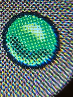 FOIL Ball Lightning Judge Promo DCI MTG Magic the Gathering FREE SHIPPING! - Image 3