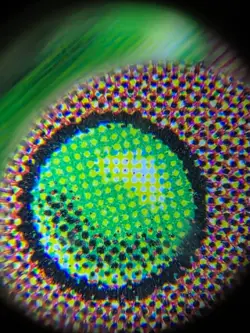 Oath of Druids - Exodus - MTG Magic the Gathering Great Condition! - Image 3