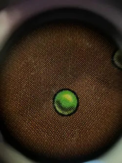 MTG Taiga Unlimited Dual Land Authentic - Image 4