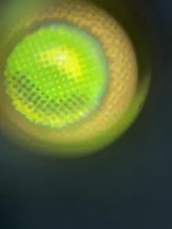 Goblin Trashmaster Core Set 2019 Regular - Image 4