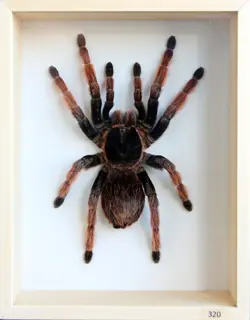 Unique Real Tarantula (Brachypelma klaasi) Taxidermy - Mounted,Framed - Image 1
