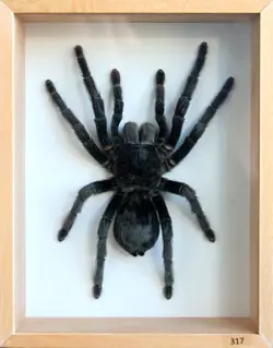 Unique Real Tarantula (Grammostola pulchra) Taxidermy - Mounted,Framed - Image 1