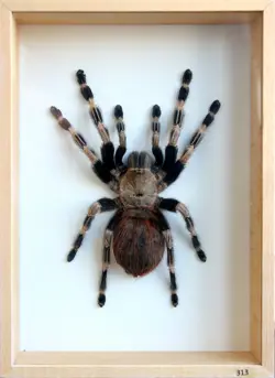 Unique Real Tarantula (Nhandu chromatus) Taxidermy - Mounted,Framed - Image 1