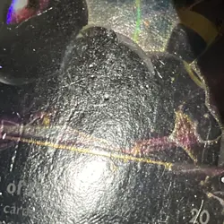 Pokemon TCG Umbreon EX XY Fates Collide Card 55/124 DMG PLS LOOK AT PICS - Image 5