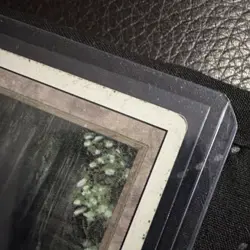 MTG Bayou Revised Edition - Swampy around the edges, but otherwise in good shape - Image 4