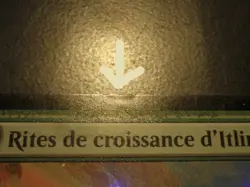 mtg magic growing rites of itlimoc FOIL FRENCH fr rites de croissance d'itlimoc - Image 3
